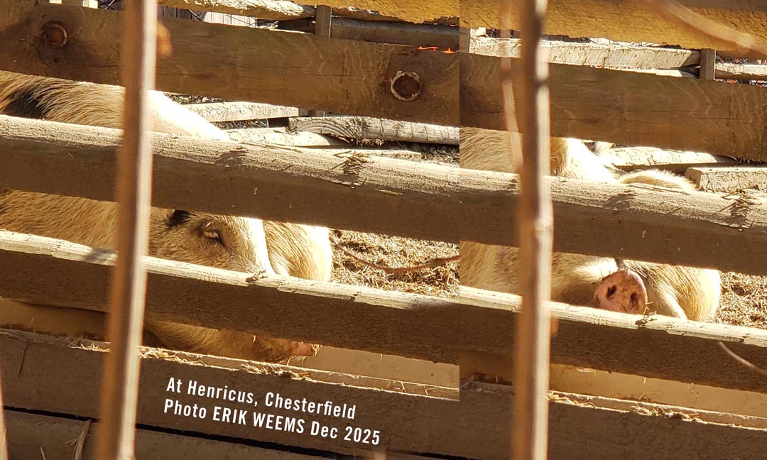 Hogs at the Henricus Historical Park in Chesterfield Virginia Hogs at the Henricus Historical Park in Chesterfield Virginia